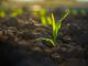 maize corn seedling in the agricultural plantation, Young green cereal plant growing in the cornfield, animal feed agricultural industry