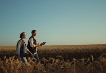 Two farmers inspecting wheat harvest in golden sunlight. Rural landscape view.