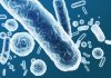 Enterobacteriaceae, gram-negative rod-shaped bacteria, part of intestinal microbiome and causative agents of different infections, 3D rendering. Escherichia coli, Klebsiella, Enterobacter and other