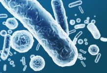 Enterobacteriaceae, gram-negative rod-shaped bacteria, part of intestinal microbiome and causative agents of different infections, 3D rendering. Escherichia coli, Klebsiella, Enterobacter and other