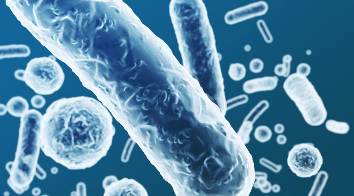 Enterobacteriaceae, gram-negative rod-shaped bacteria, part of intestinal microbiome and causative agents of different infections, 3D rendering. Escherichia coli, Klebsiella, Enterobacter and other
