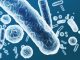 Enterobacteriaceae, gram-negative rod-shaped bacteria, part of intestinal microbiome and causative agents of different infections, 3D rendering. Escherichia coli, Klebsiella, Enterobacter and other