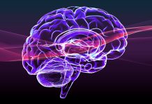 Section of a brain seen in profile, parts of the brain. Degenerative diseases, Parkinson, synapses, neurons, Alzheimer’s.