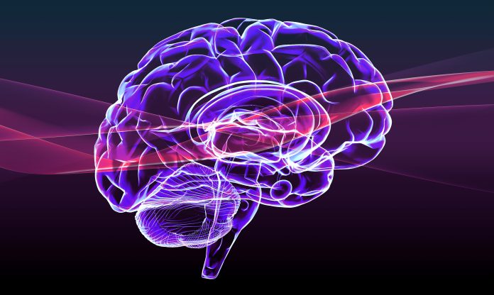 Section of a brain seen in profile, parts of the brain. Degenerative diseases, Parkinson, synapses, neurons, Alzheimer’s.