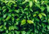 Herb wall, plant wall, natural green wallpaper and background. nature wall. Nature background of green forest