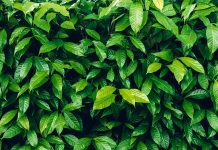 Herb wall, plant wall, natural green wallpaper and background. nature wall. Nature background of green forest