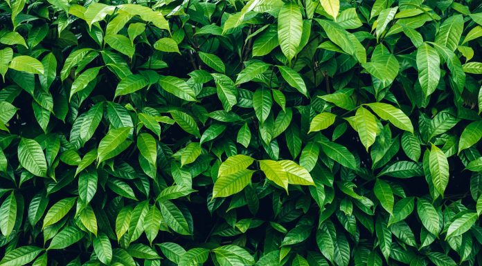 Herb wall, plant wall, natural green wallpaper and background. nature wall. Nature background of green forest