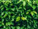 Herb wall, plant wall, natural green wallpaper and background. nature wall. Nature background of green forest