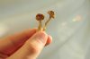 Psilocybin mushrooms in man's hand on grey background. Psychedelic magic Golden Teacher mushrooms. Medical usage. Microdosing concept.
