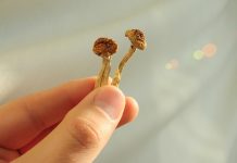 Psilocybin mushrooms in man's hand on grey background. Psychedelic magic Golden Teacher mushrooms. Medical usage. Microdosing concept.