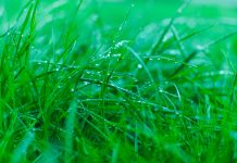Wet grass.