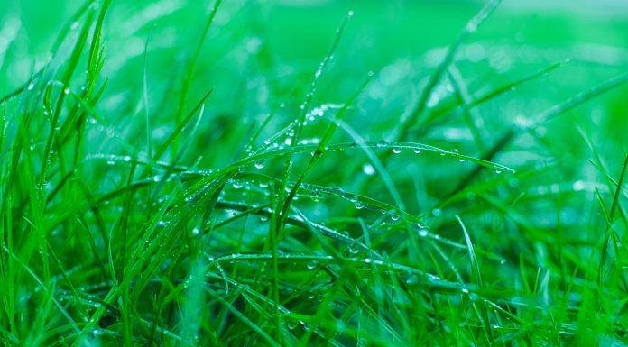 Wet grass.