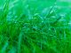 Wet grass.