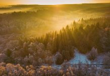 Aerial view of sunrise over winter forest pine trees. Cannock Chase (Area Of Outstanding Natural Beauty), Staffordshire, UK.