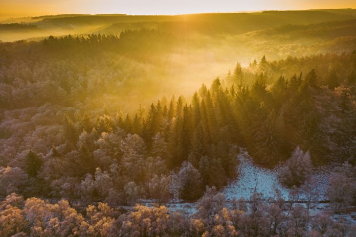 Aerial view of sunrise over winter forest pine trees. Cannock Chase (Area Of Outstanding Natural Beauty), Staffordshire, UK.