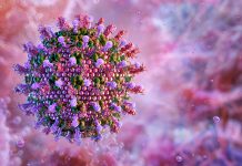 Hendra virus, a zoonotic disease. Viral particle, spike-like glycoproteins.