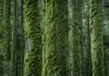 Conifers overgrown with dense moss on the Azores island of “Sao Miguel”. Due to the high humidity, thick layers of moss form on the tree trunks.