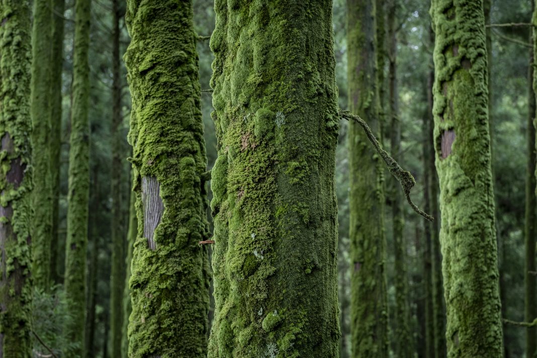 Conifers overgrown with dense moss on the Azores island of “Sao Miguel”. Due to the high humidity, thick layers of moss form on the tree trunks.