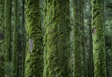 Conifers overgrown with dense moss on the Azores island of “Sao Miguel”. Due to the high humidity, thick layers of moss form on the tree trunks.