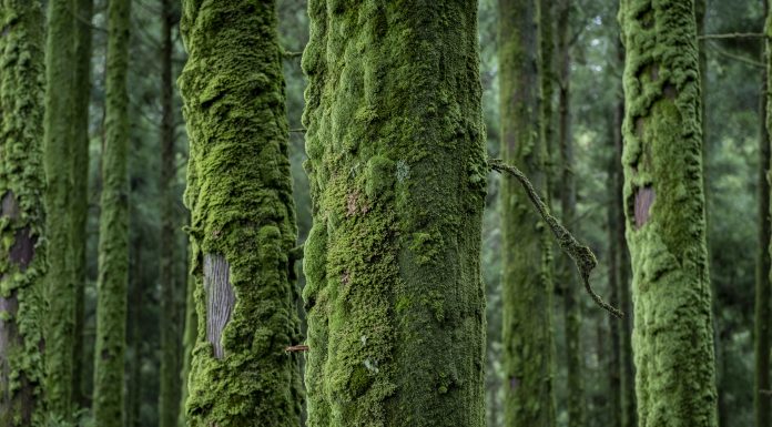 Conifers overgrown with dense moss on the Azores island of “Sao Miguel”. Due to the high humidity, thick layers of moss form on the tree trunks.