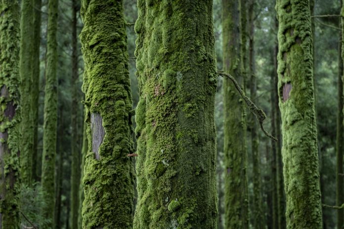 Conifers overgrown with dense moss on the Azores island of “Sao Miguel”. Due to the high humidity, thick layers of moss form on the tree trunks.