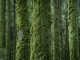 Conifers overgrown with dense moss on the Azores island of “Sao Miguel”. Due to the high humidity, thick layers of moss form on the tree trunks.