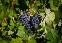 Close-Up of Ripe Grapes on a Vine Surrounded by Green Leaves