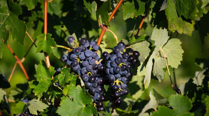 Close-Up of Ripe Grapes on a Vine Surrounded by Green Leaves