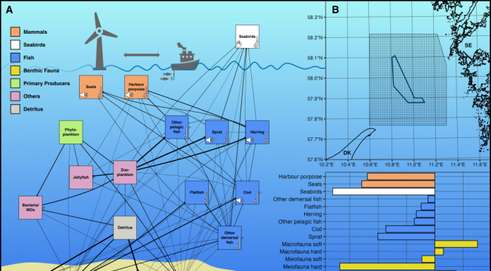 Figure 1A. The carbon flow food web model of the southern Skagerrak comprises 18 interconnected compartments, with link thicknesses proportional to the feeding preferences of the receiving group. Icons indicate where offshore wind-mediated effects are incorporated into the model. B. Model area (1x1 km grid) in the southern Skagerrak between Denmark and Sweden, centred around the planned Poseidon offshore wind farm (blue). C. Estimated carbon content of the model compartments in the year 2000. - article: Disentangling risks and opportunities of offshore wind for marine ecosystems