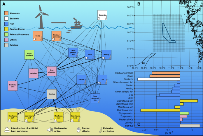 Figure 1A. The carbon flow food web model of the southern Skagerrak comprises 18 interconnected compartments, with link thicknesses proportional to the feeding preferences of the receiving group. Icons indicate where offshore wind-mediated effects are incorporated into the model. B. Model area (1x1 km grid) in the southern Skagerrak between Denmark and Sweden, centred around the planned Poseidon offshore wind farm (blue). C. Estimated carbon content of the model compartments in the year 2000. - article: Disentangling risks and opportunities of offshore wind for marine ecosystems