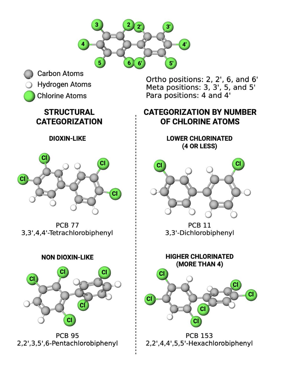 Figure 1: The structure and classification of PCBs. There are 209 possible PCB structures, each of which is referred to as a congener. Congeners vary from each other with respect to the number and position of chlorine substituents on the biphenyl backbone. PCBs are categorized based on their structure (left) or on the total number of chlorine substituents (right). Figure made with BioRender.