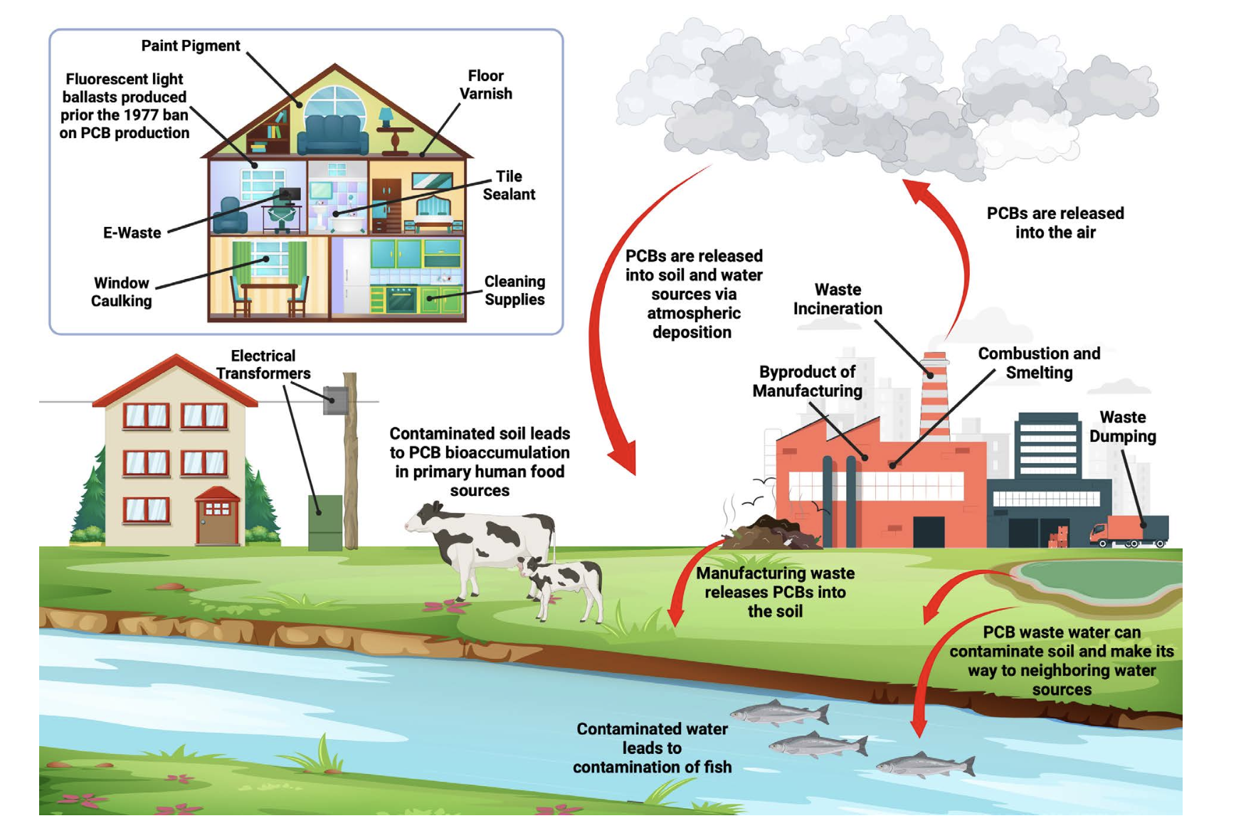 Figure 3: PCB sources. PCBs enter the environment through industrial discharge, improper disposal, and degradation of PCB-containing materials. PCBs persist in the environment for long periods and can travel over great distances through air, water and migratory species. They accumulate in fatty tissues and biomagnify up the food chain. PCBs released from paints, varnishes, and caulking can result in high levels of PCBs, particularly the lower chlorinated (LC) PCBs, in indoor air. Figure made with BioRender.