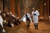 Veterinarians Inspecting Cows at Farm