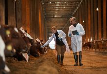 Veterinarians Inspecting Cows at Farm