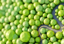 Success and competition search