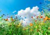 Different types of flowers in green field with variety of colors - biodiversity monitoring