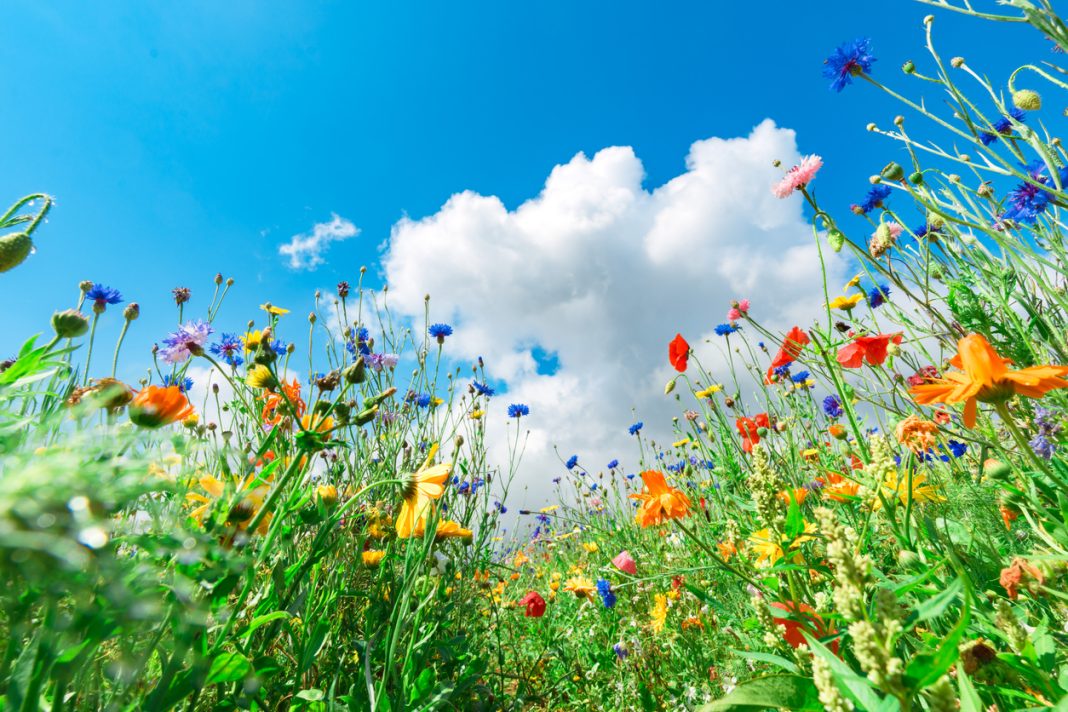 Different types of flowers in green field with variety of colors - biodiversity monitoring