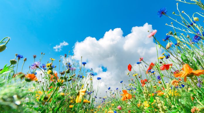 Different types of flowers in green field with variety of colors - biodiversity monitoring