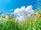 Different types of flowers in green field with variety of colors - biodiversity monitoring