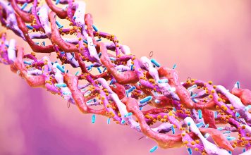 Collagen triple helix molecules.