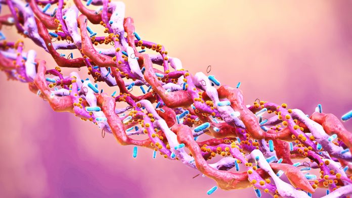 Collagen triple helix molecules.