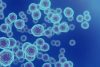 Cancer cells