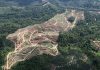 Deforestation for an oil palm plantation in Malaysia Image © Rhett A. Butler. Mongabay.com