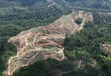 Deforestation for an oil palm plantation in Malaysia Image © Rhett A. Butler. Mongabay.com