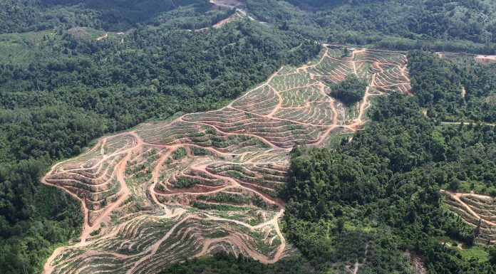 Deforestation for an oil palm plantation in Malaysia Image © Rhett A. Butler. Mongabay.com