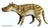 Fossil studies of the extinct predator Dissacus praenuntius offer clues as to how ancient animals responded to environmental changes. The ancient omnivore was about the size of a jackal or a coyote. Credit ДиБгд, CC BY 4.0 , via Wikimedia Commons