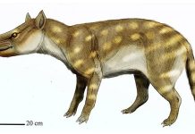 Fossil studies of the extinct predator Dissacus praenuntius offer clues as to how ancient animals responded to environmental changes. The ancient omnivore was about the size of a jackal or a coyote. Credit ДиБгд, CC BY 4.0 , via Wikimedia Commons