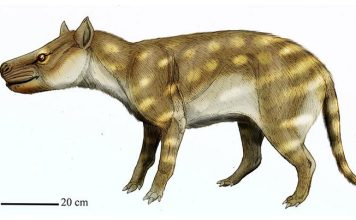 Fossil studies of the extinct predator Dissacus praenuntius offer clues as to how ancient animals responded to environmental changes. The ancient omnivore was about the size of a jackal or a coyote. Credit ДиБгд, CC BY 4.0 , via Wikimedia Commons