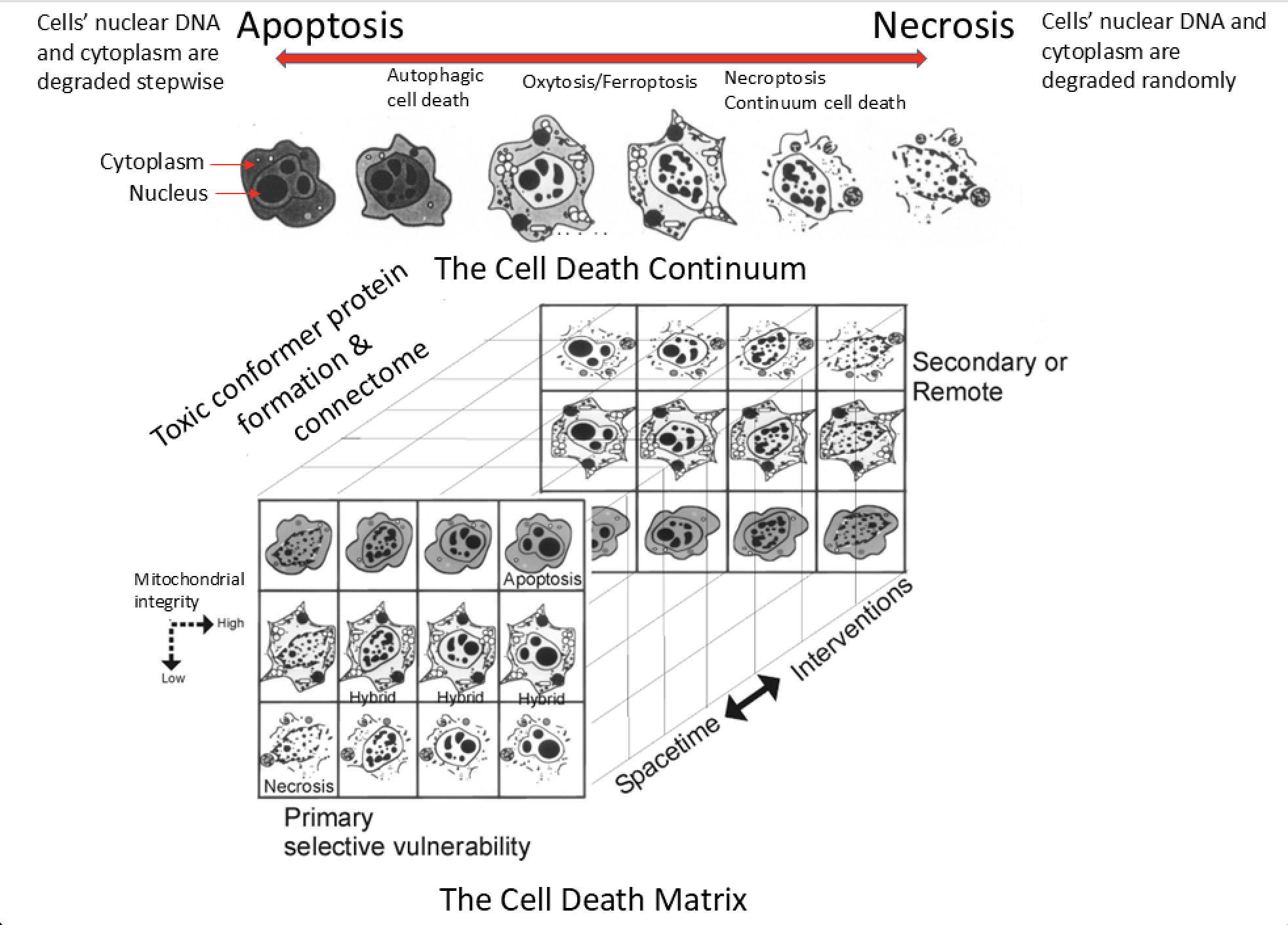 Figure 2. Complexity of cell death diagrammed in continuum (top) and matrix (bottom) theory.