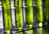 Photobioreactor in lab algae fuel biofuel industry, Algae fuel, Algae research in industrial laboratories
